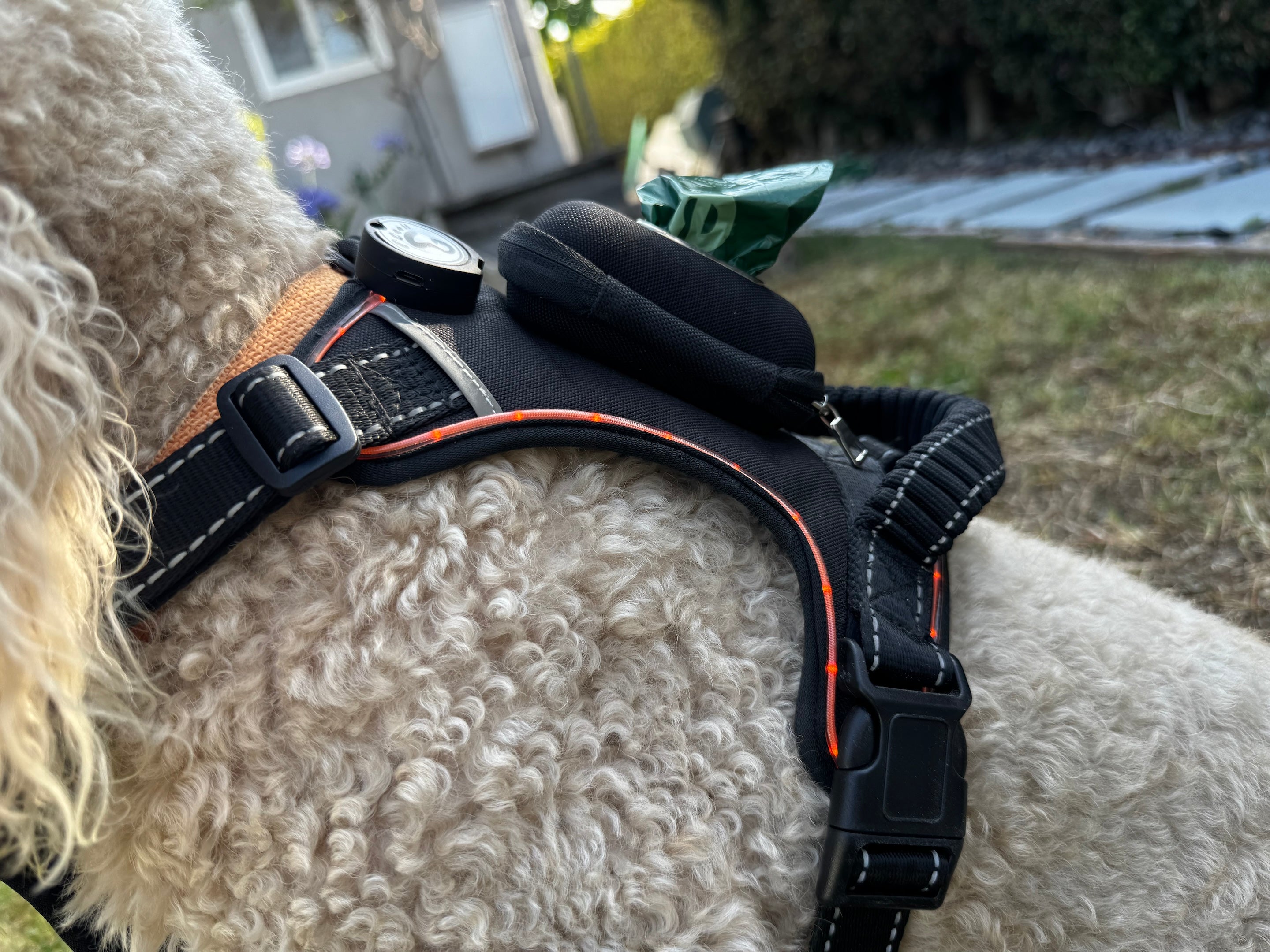 Dog Light-Up Harness