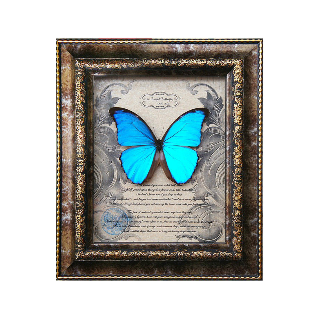 Blue Morpho Butterfly With Photo Frame Punk Taxidermy Model