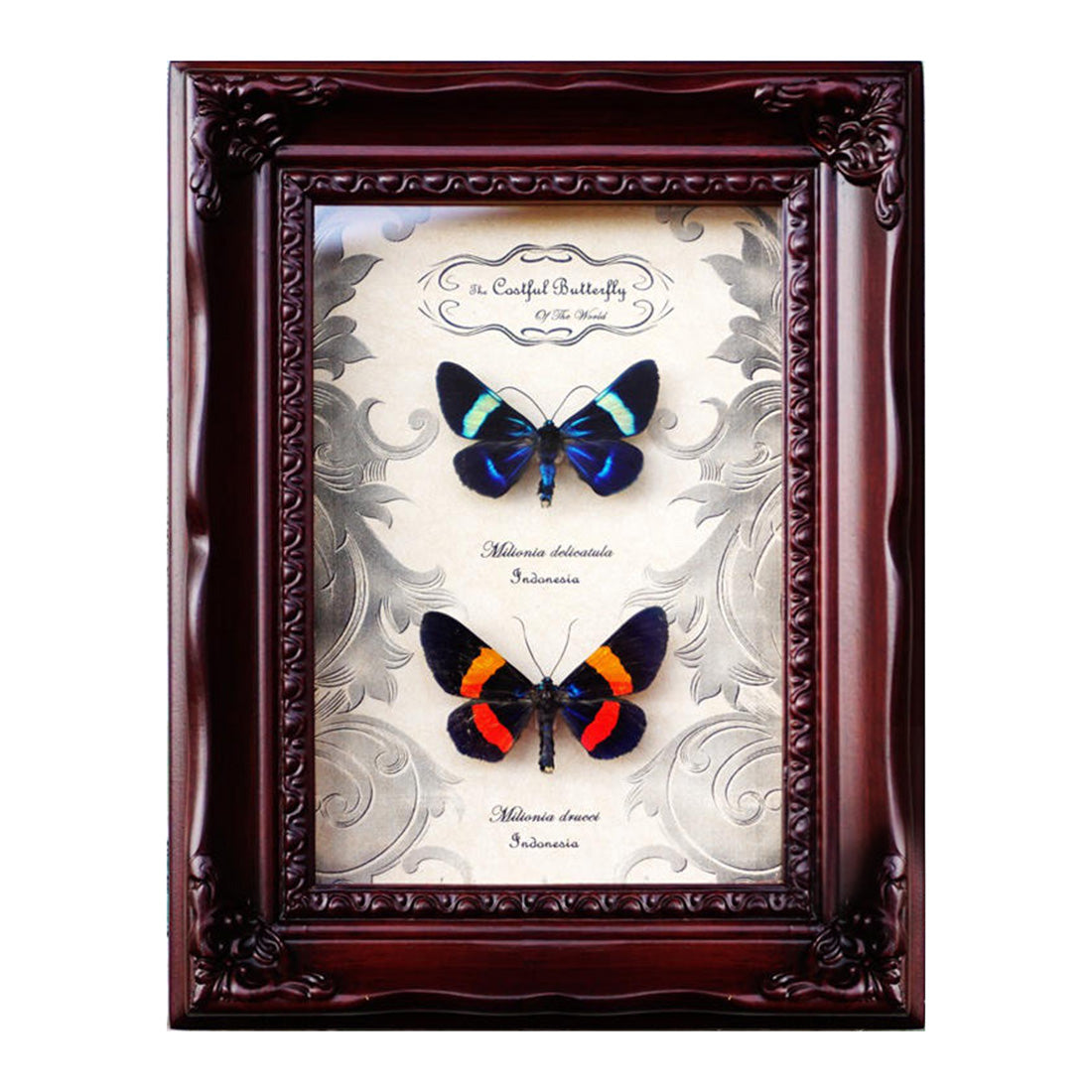 Orange Banded Blue Ruler Moth Milionia Basalis + Light Vortex Butterfly Diaethria Neglecta Framed Steampunk Specimen